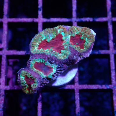 Ultra Blasto Green - Frag (Blastomussa Sp.)