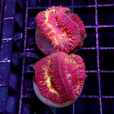 Ultra Blasto Red - Frag (Blastomussa Sp.)