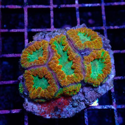 Ultra Blasto - WYSIWYG 2 (Blastomussa Sp.)