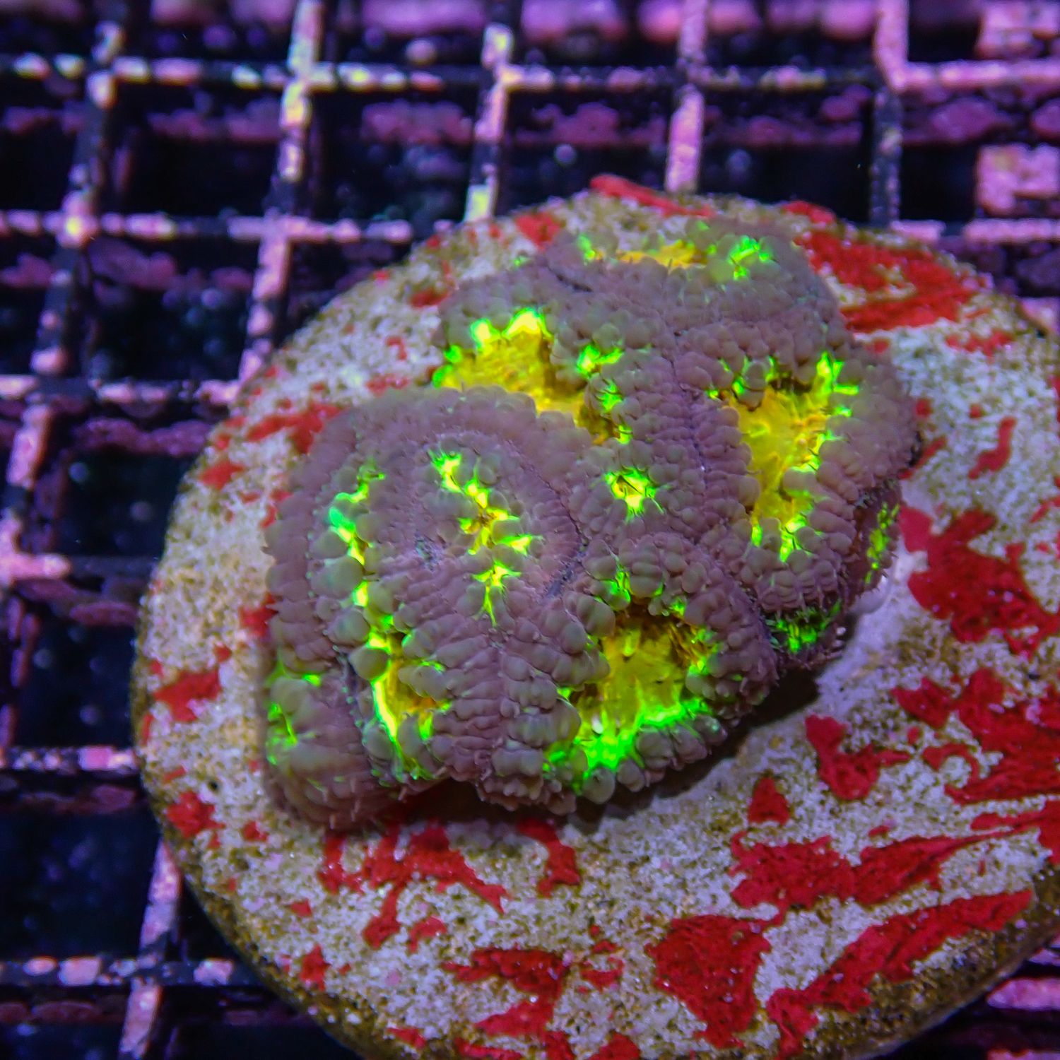 Ultra Blasto - WYSIWYG 2 (Blastomussa Sp.)