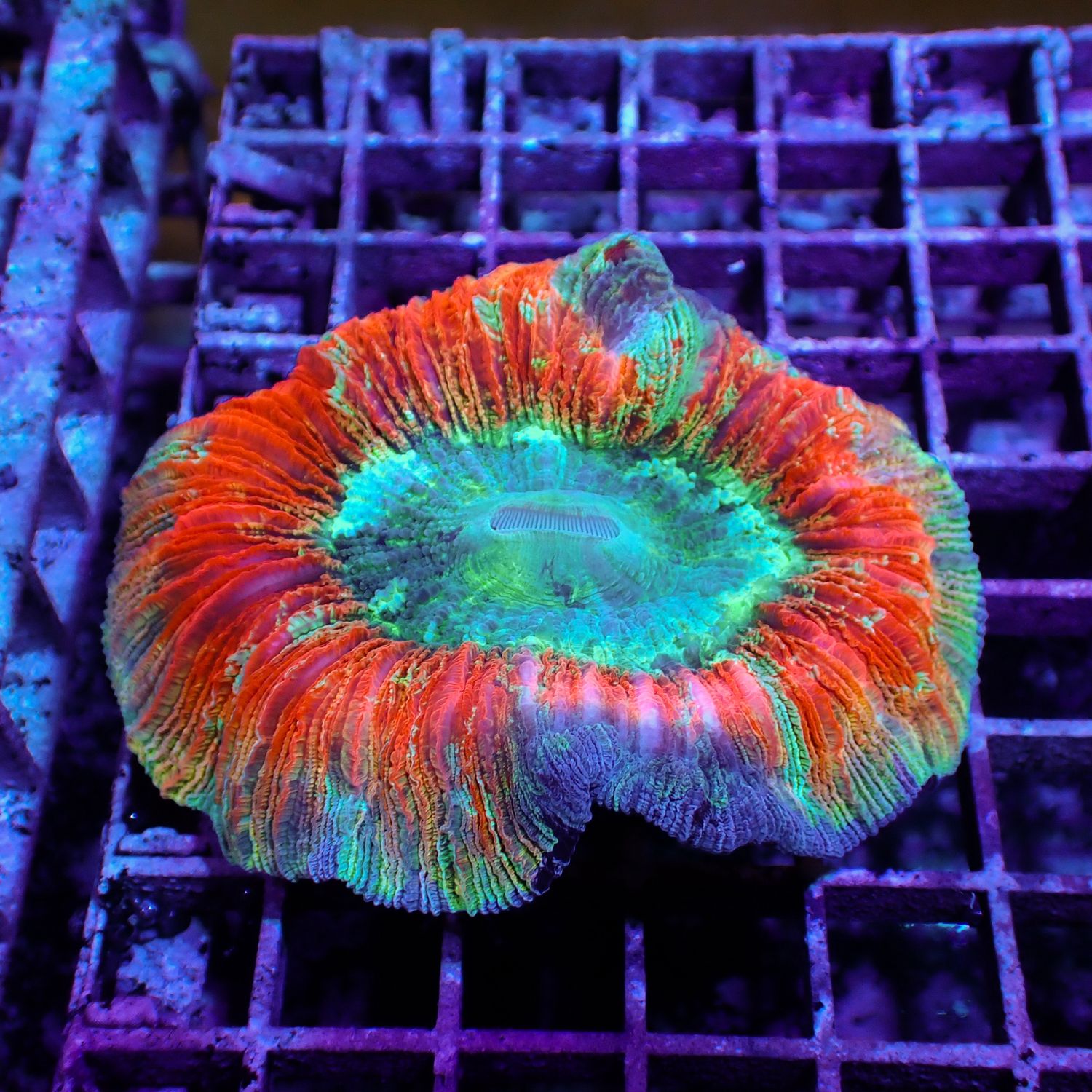 Rainbow Folded Brain 1 (Trachyphyllia Radiata)