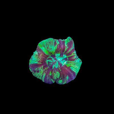 Rainbow Folded Brain 1 (Trachyphyllia Radiata)