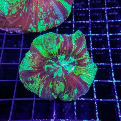 Rainbow Folded Brain 1 (Trachyphyllia Radiata)