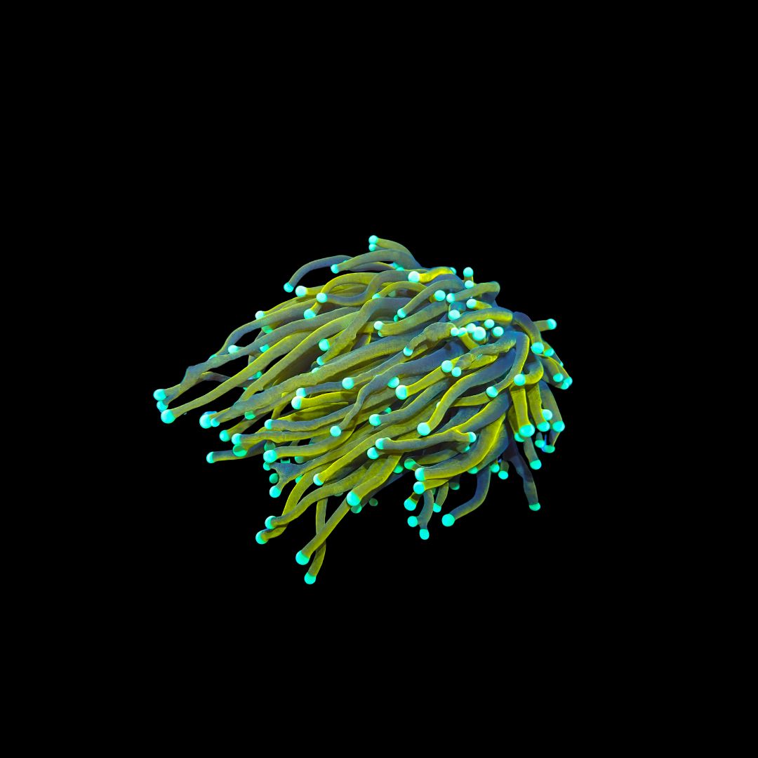 Dragon Tamer  -1 Head (Euphyllia Glabrescens)