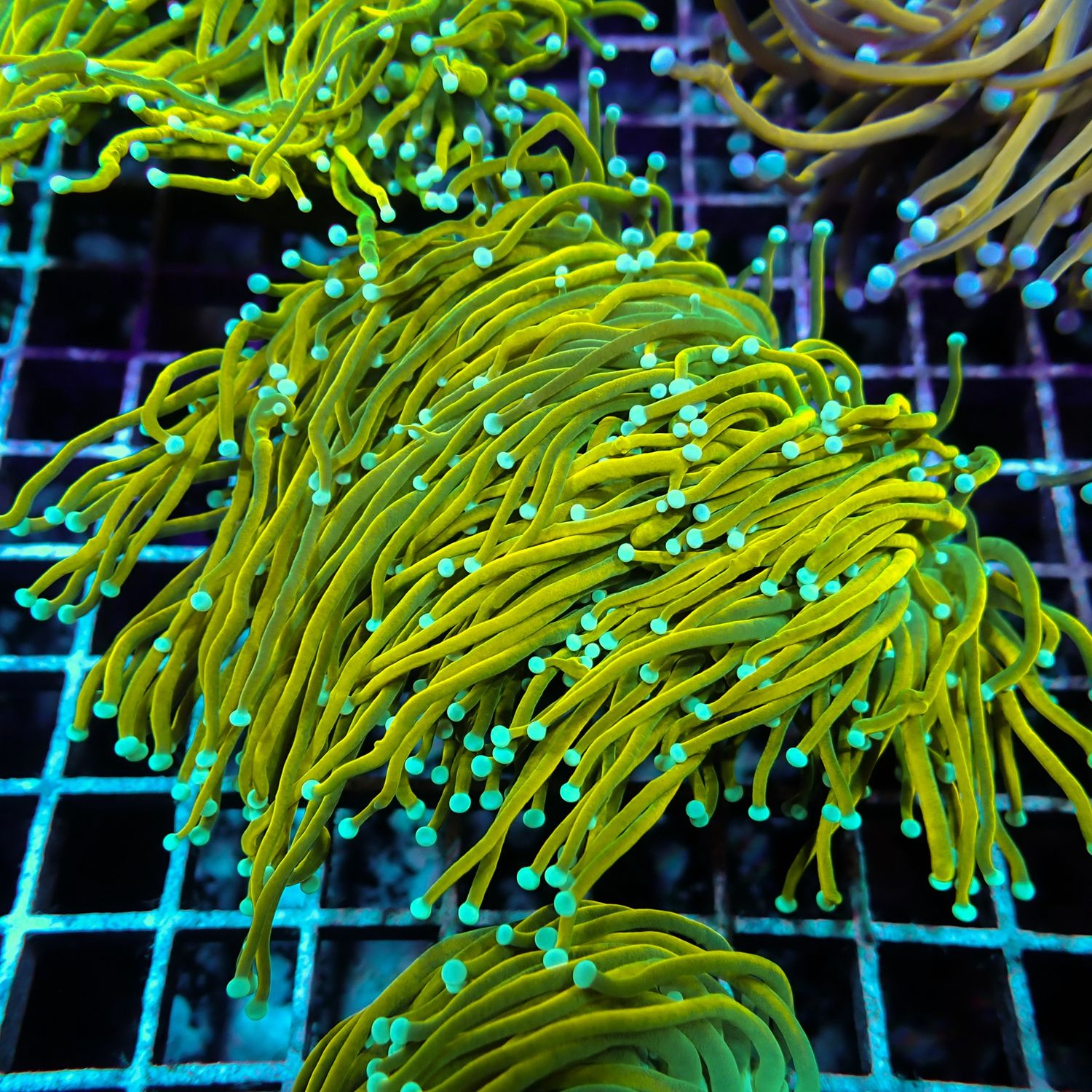Dragon Tamer  - 2-3 Head Frags (Euphyllia Glabrescens)