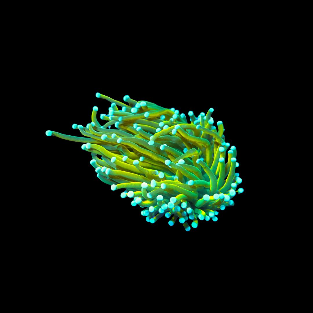 Holy Guacamole Torch - 1 Head (Euphyllia Glabrescens)