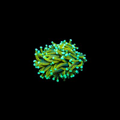 Holy Guacamole Torch - 1 Head (Euphyllia Glabrescens)
