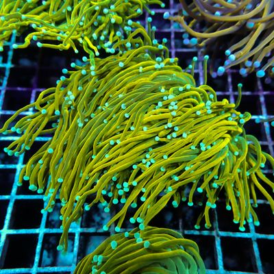 Indo Gold Torch - 1 Head (Euphyllia Glabrescens)