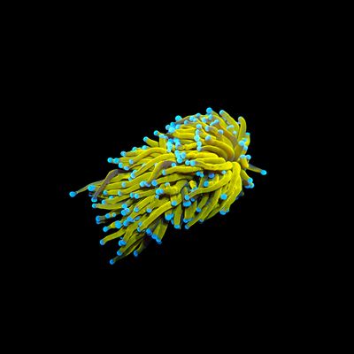 99k Torch - 1 Head (Euphyllia Glabrescens)