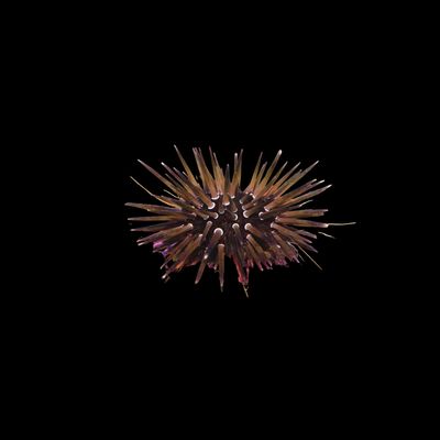 Burrowing Urchin (Echinometra mathaei)