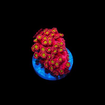 Red King Goni - Frag (Goniopora Sp.)