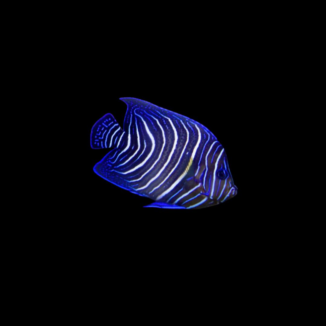 Blue Korean Angelfish  - Juvenile (Pomancanthus Semicirculatus)