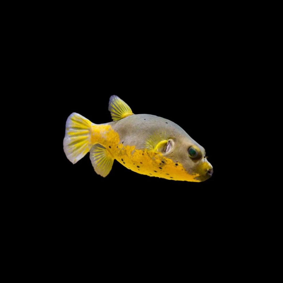 Yellow Belly Dog Face Puffer ( Arothron Nigropunctatus)