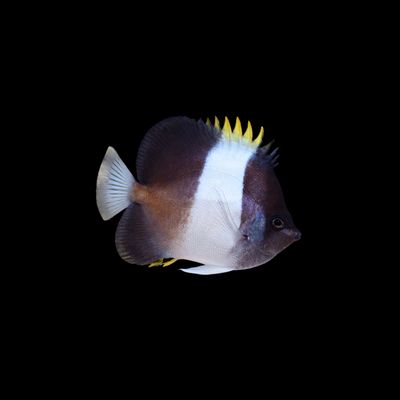 Black Diamond Pyramid Butterflyfish (Hemitaurichthys Zoster)