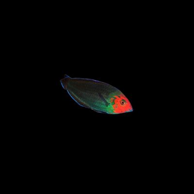 Redhead Wrasse (Halichoeres Rubricephalus)