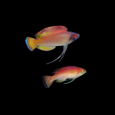 Blue Margin Fairy Wrasse - Pair (Cirrhilabrus Pylei)