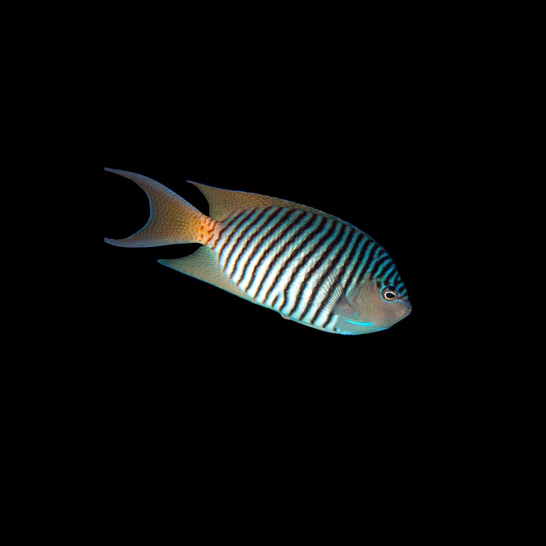 Spotbreast Angelfish - Male (Genicanthus Melanospilos)