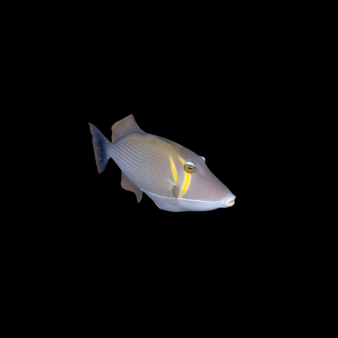 Boomerang Trigger (Sufflamen Bursa)