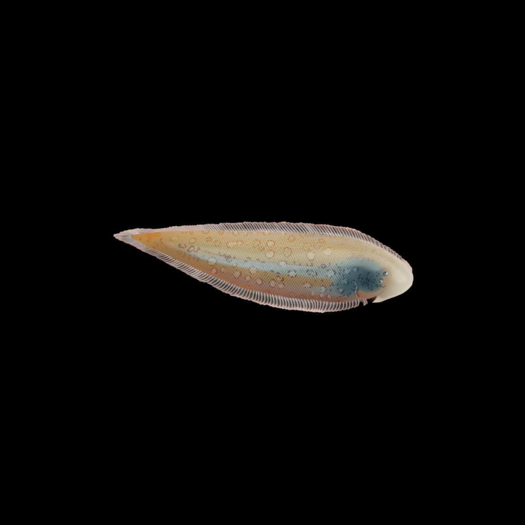 Doublelined Tonguesole (Paraplaguisa Bilineata)