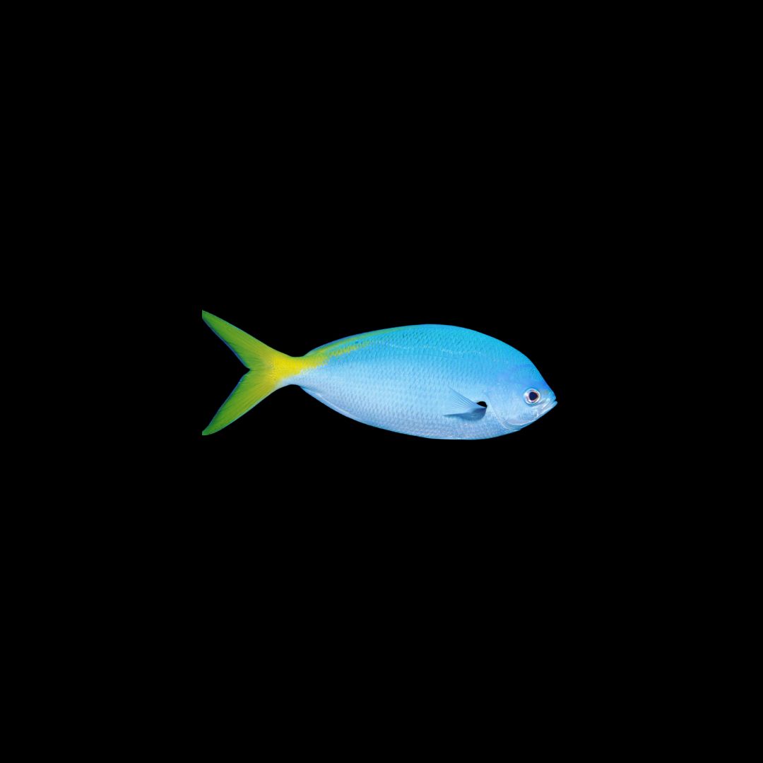 Yellowtail Fusilier (Caesio Cuning)
