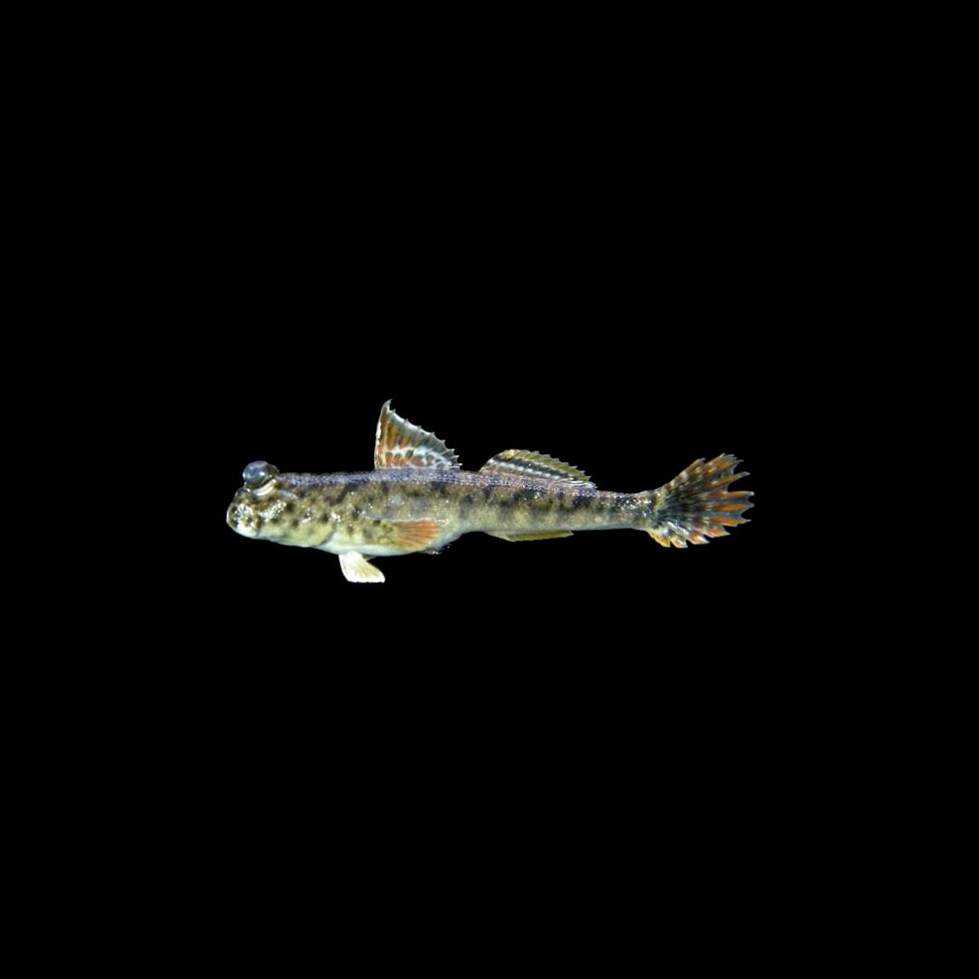 silverlined Mudskipper (Periopthalmus Argentilineatus)