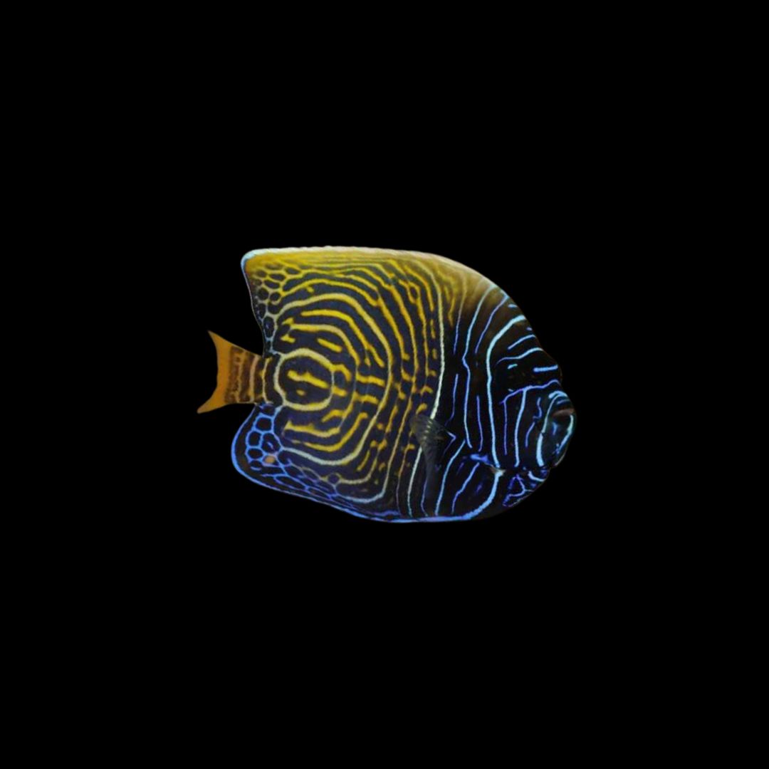 Imperator Angelfish - Half Juvenile (Pomacanthus Imperator)