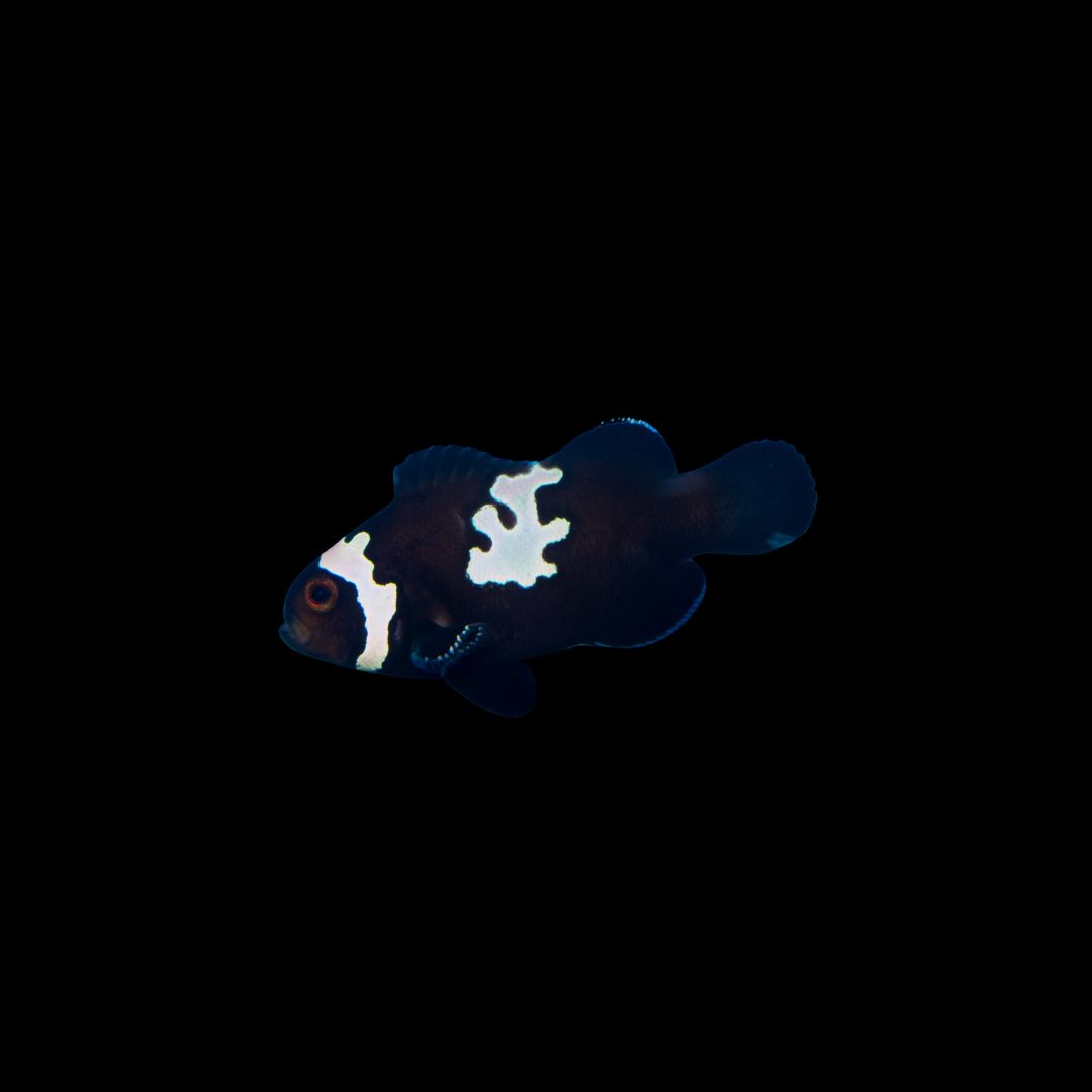 Midnight Lightning Clownfish