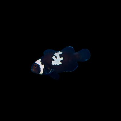 Midnight Lightning Clownfish