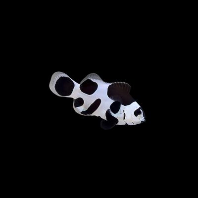 Black Storm Clownfish (Aphiprion Ocellaris)