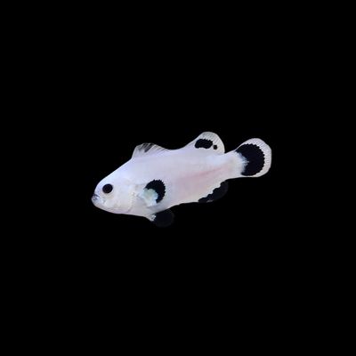 Platinum Storm Clownfish (Aphiprion Ocellaris)