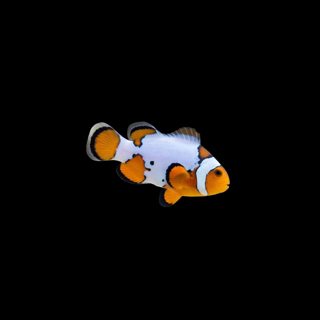 Snow Onyx Clownfish (Aphiprion Ocellaris)