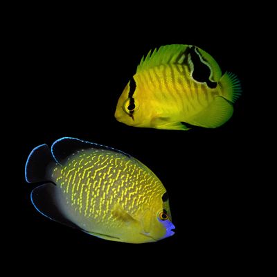 Goldflake Angelfish - Captive Bred (Apolemichthys Xanthopunctatus)