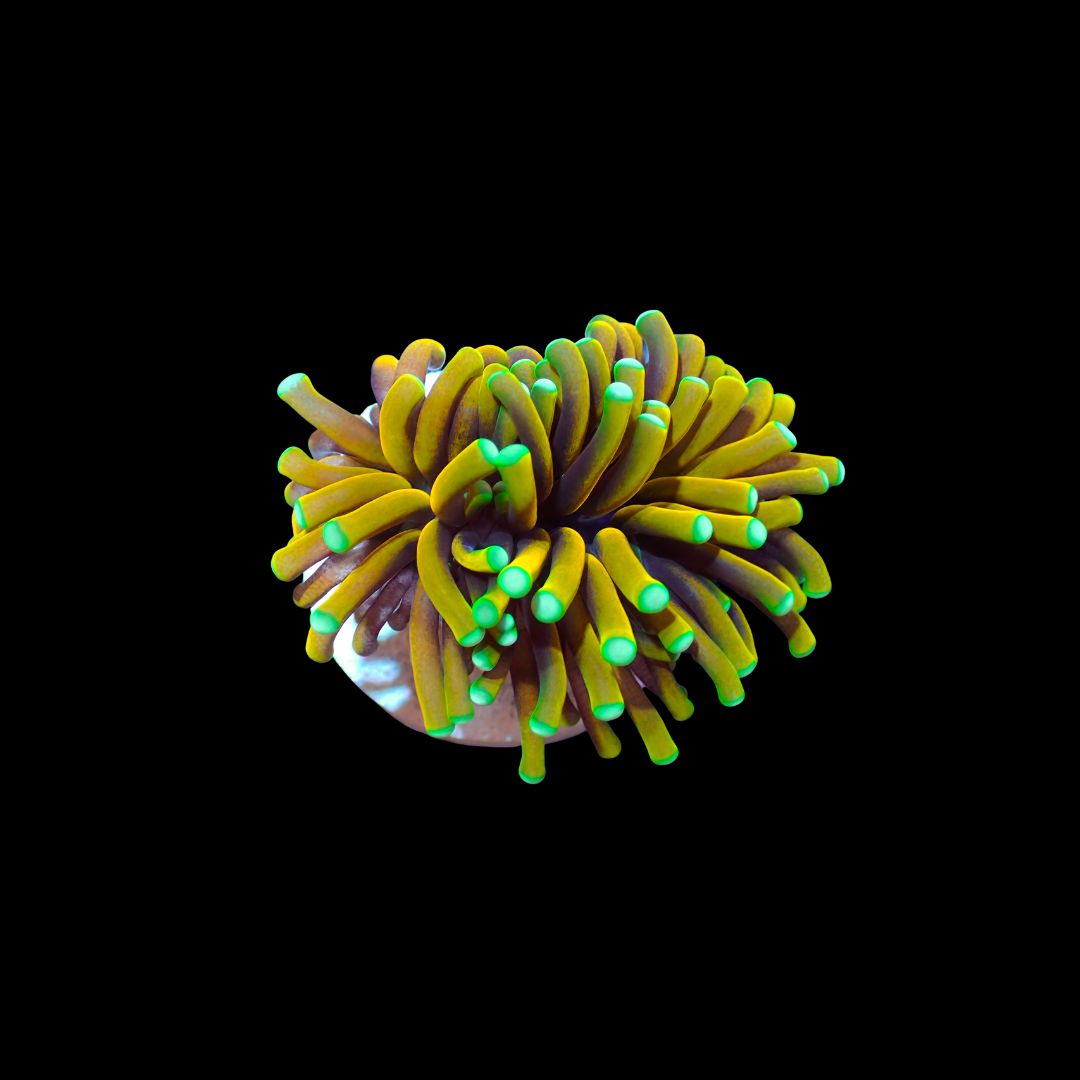 Malaysian Sun God - 1 Head (Euphyllia Glabrescens)