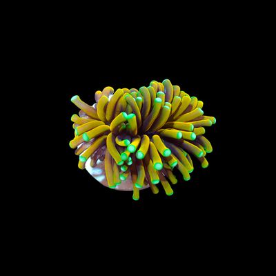 Malaysian Sun God - 1 Head (Euphyllia Glabrescens)