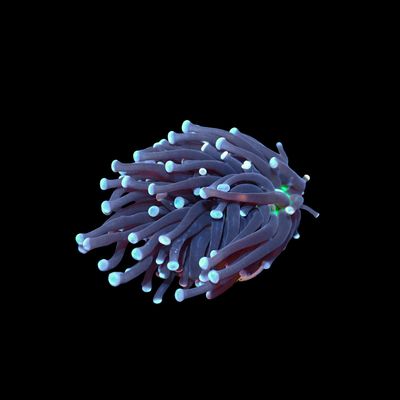 Malaysian Joker - 1 Head (Euphyllia Glabrescens)