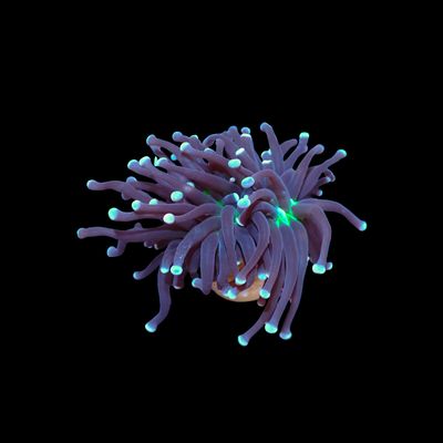 Malaysian Joker - 1 Head (Euphyllia Glabrescens)