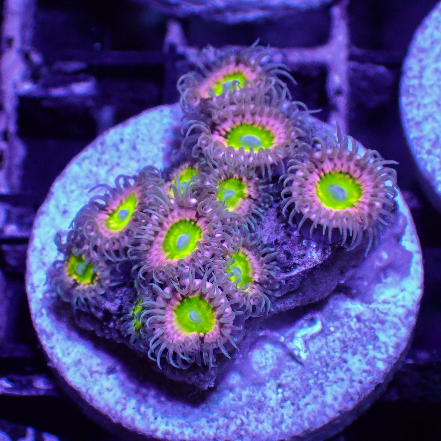 Green Virgin - Frag (Zoathind Sp.)