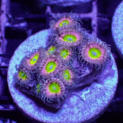 Green Virgin - Frag (Zoathind Sp.)