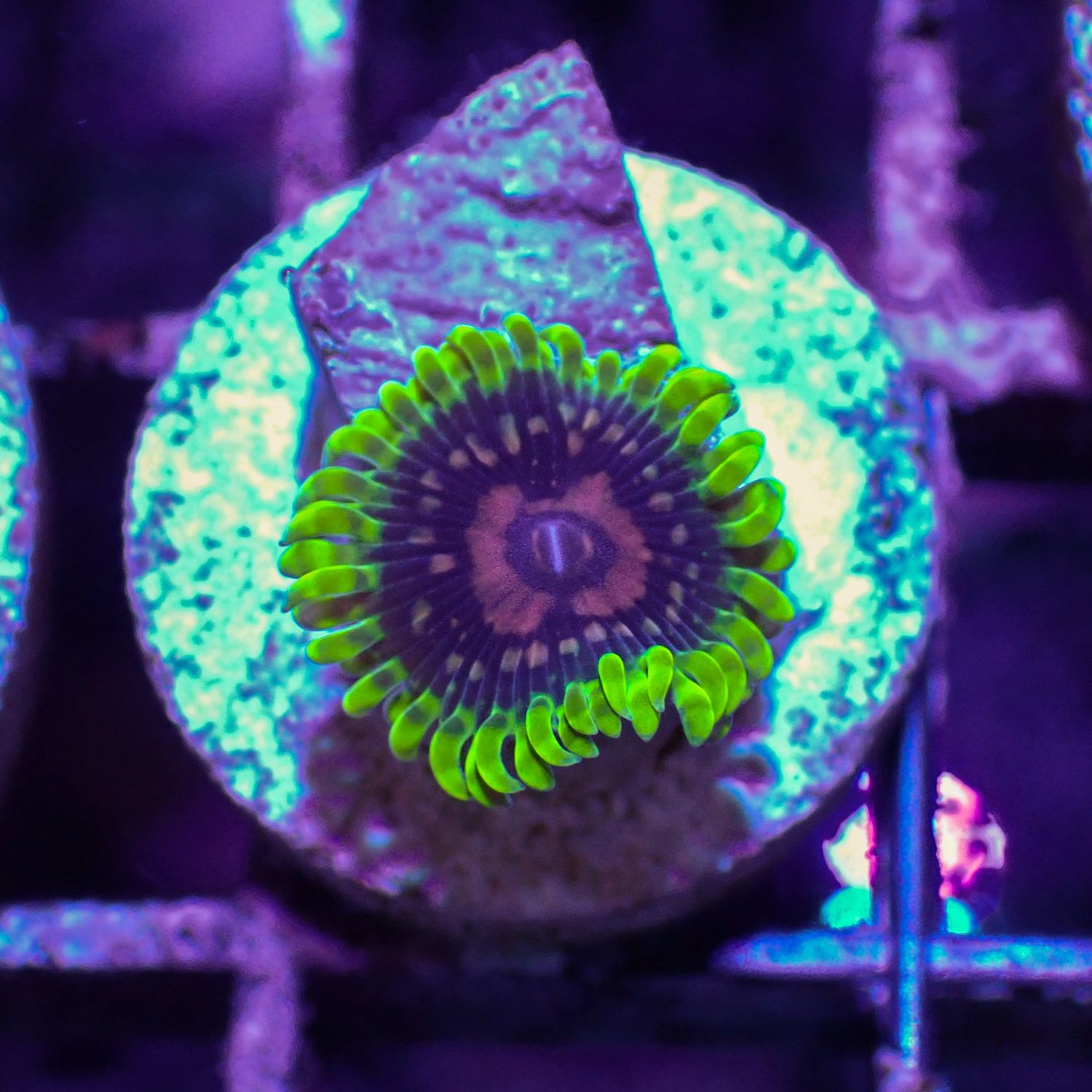 Snozzberry - Per Polyp (Zoanthid Sp.)