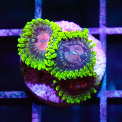 Scarlet Fever - 2-3 Polyps (Zoanthid Sp.)
