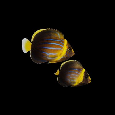 Blue Line Angelfish (Chaetodontoplus Septentrionalis)
