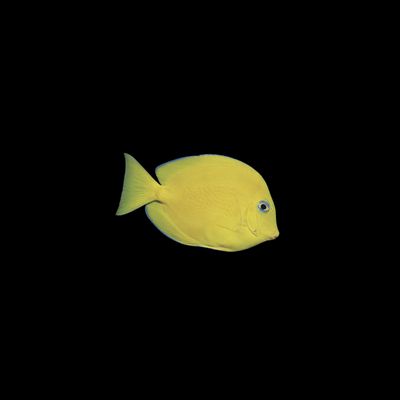 Atlantic Blue Tang - Juvenile (Acanthurus Coeruleus)