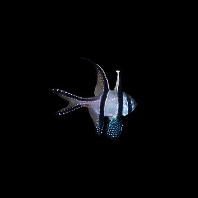Banggai Cardinal - Captive Bred (Pterapogon Kauderni)