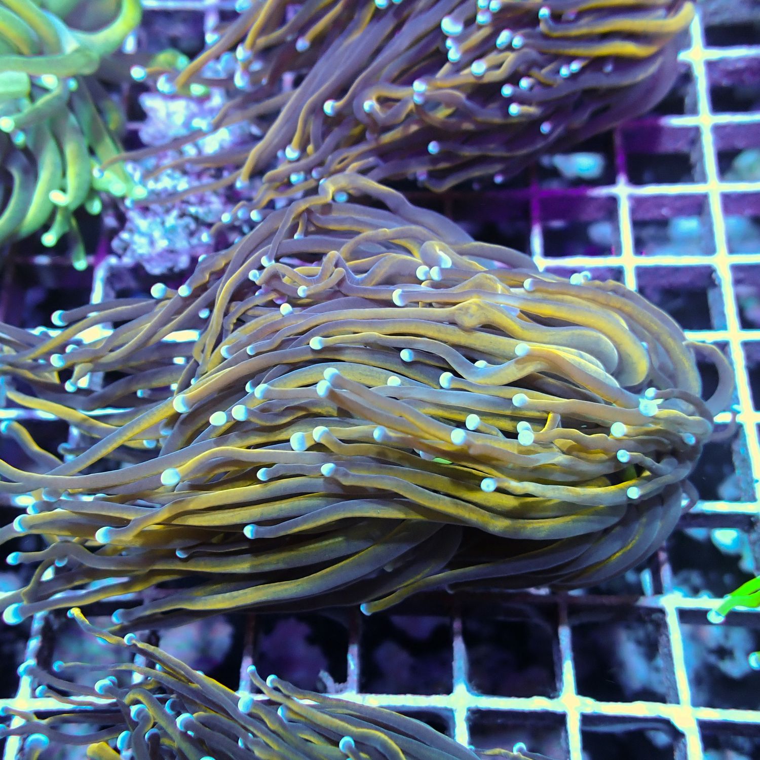 NY Knicks - 2-3 Head Frags (Euphyllia Glabrescens)