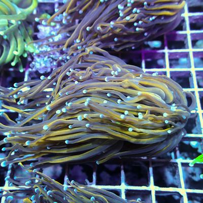 NY Knicks - 2-3 Head Frags (Euphyllia Glabrescens)