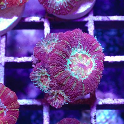 Asian Acan 2 - Frags (Acan Lordhowensis)