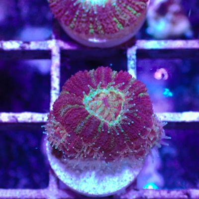 Asian Acan 2 - Frags (Acan Lordhowensis)