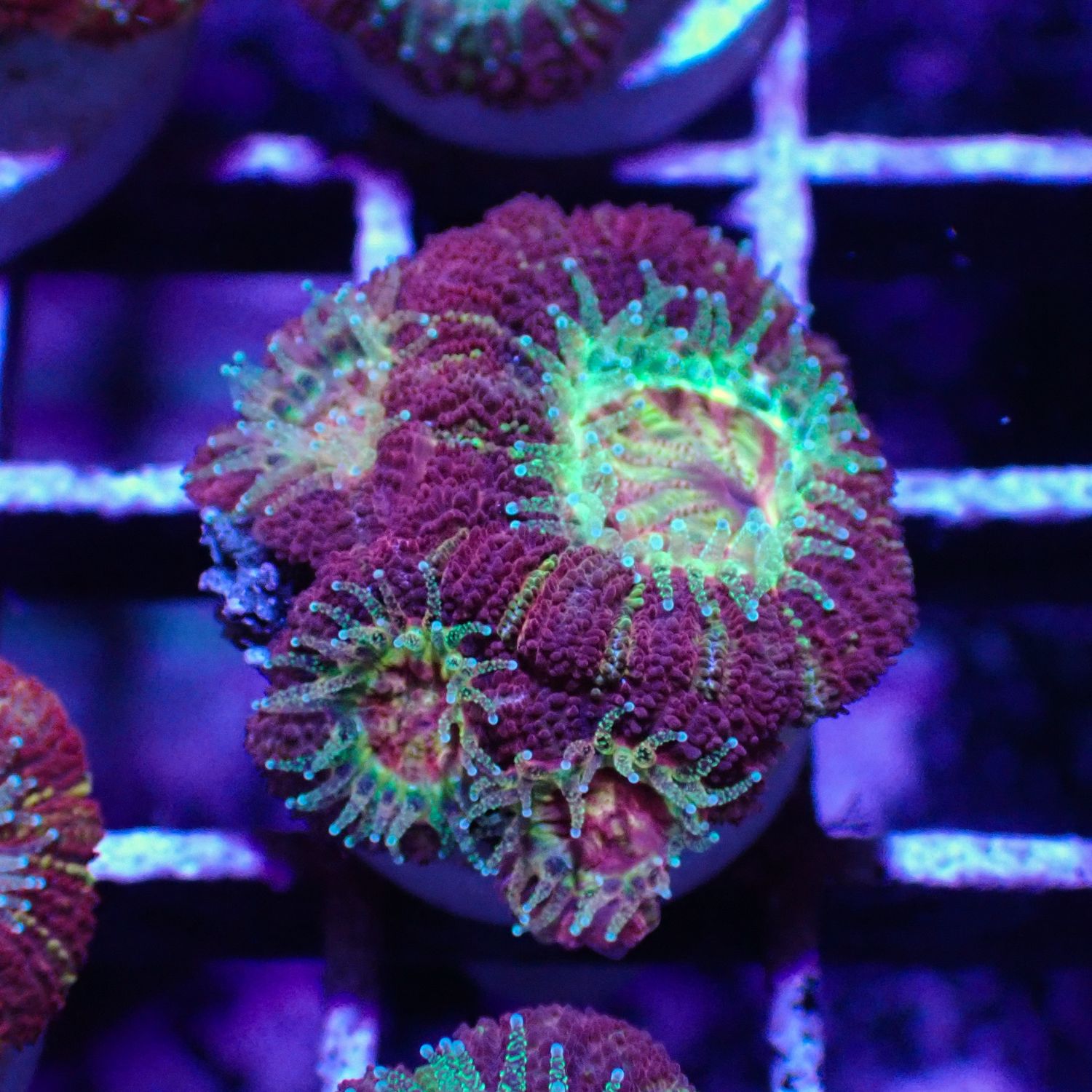 Asian Acan 2 - Frags (Acan Lordhowensis)