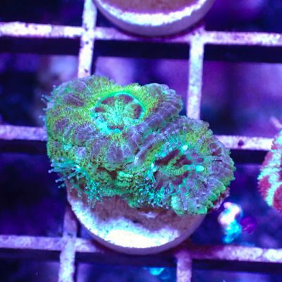 Asian Acan 3 - Frags (Acan Lordhowensis)