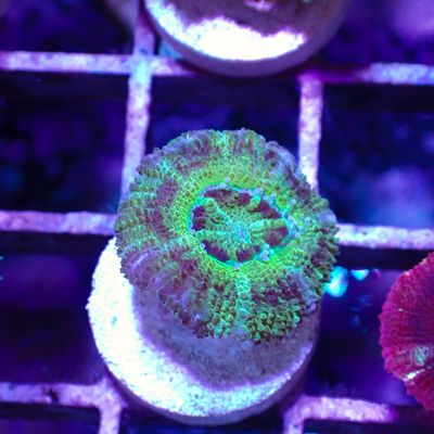 Asian Acan 3 - Frags (Acan Lordhowensis)